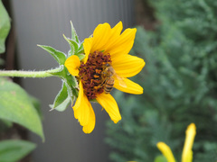 20130831d.jpg