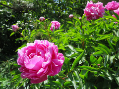 20140520a.jpg