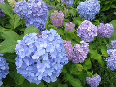 20140628c.jpg